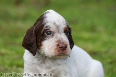 Setter Anglais PHOEBUS D'ISARUDY